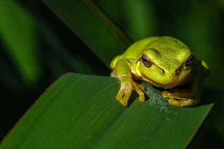 Frosch auf grünem Blatt