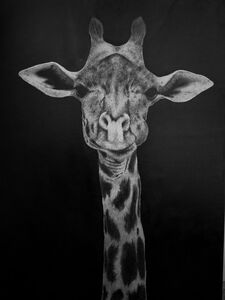 Zeichnung einer Giraffe