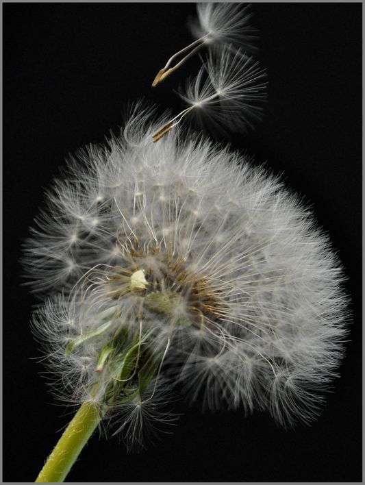 Lebensglück_Hailo Spottke2 Pusteblume